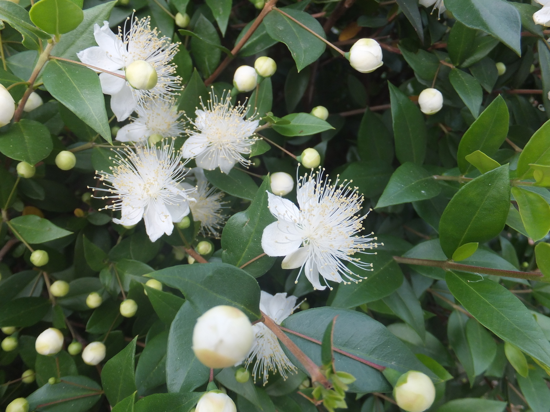 歳時記 やっぱり 銀梅花 よりも ミルテの花 と呼ぶべきだ ジュン爺日記 Since06