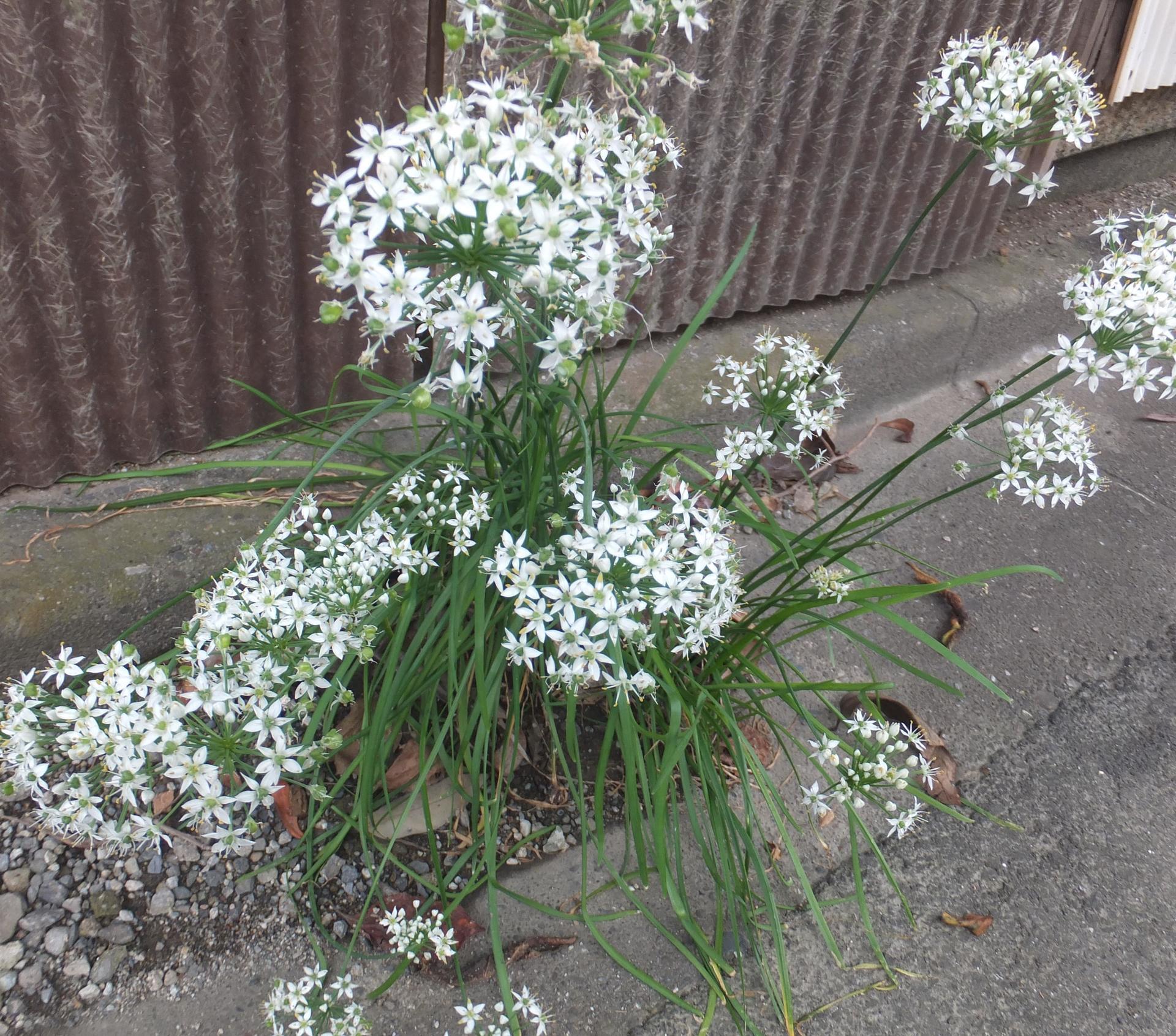 ニラの花が咲く ジュン爺日記 Since06